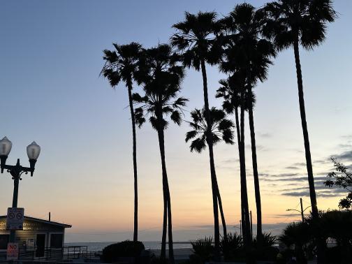 Palm trees at Seal Beach.