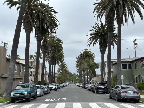 Palm trees lining a street in Seal Beach.