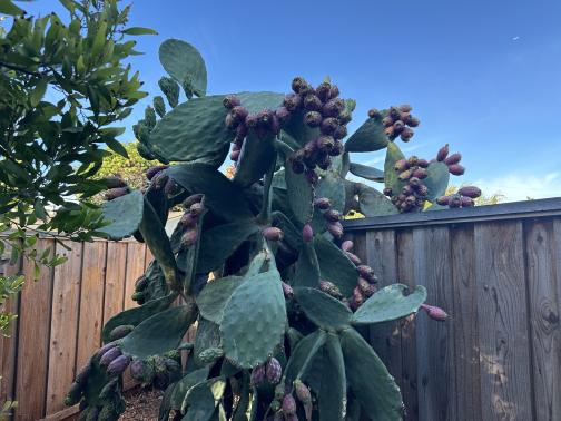 A prickly pear against a fence, with a blue sky above.