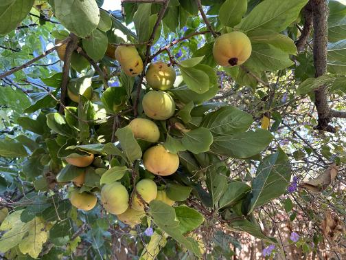 Persimmons, yellowish, ripening on a tree.