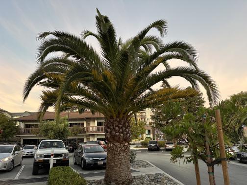 A squat palm tree.