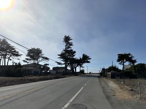 Windswept trees near the end of the road to the beach in Half Moon Bay.