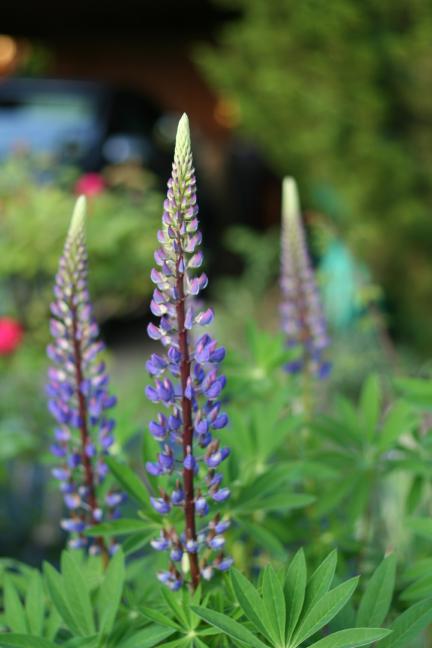 Lupin flowers.