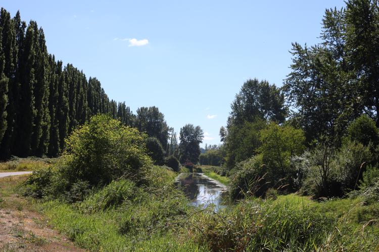 Looking south (upstream) at the Sammamish River, with the trail at the far left of the picture.