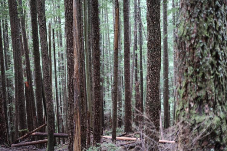 Trees.