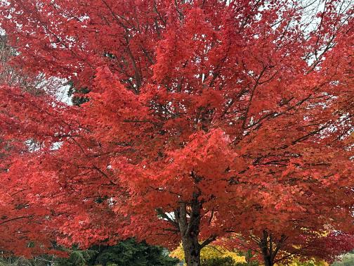 A large tree, probably some kind of maple, full of bright red leaves.