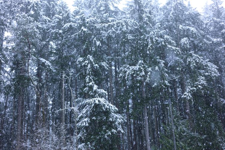 Snow dusting the trees at the edge of the inventively-named South Woods Park.