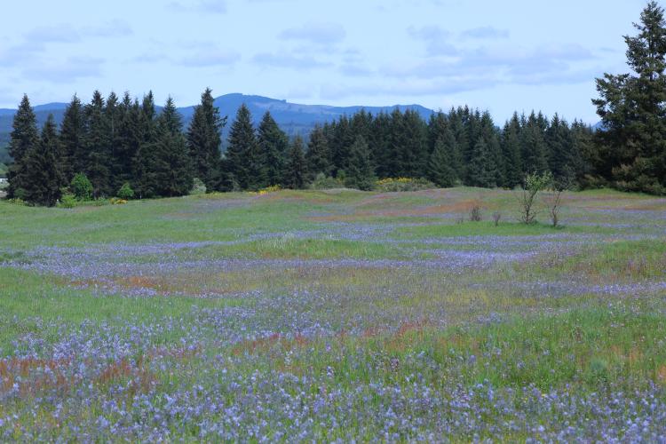 Mima mounds on the prairie.
